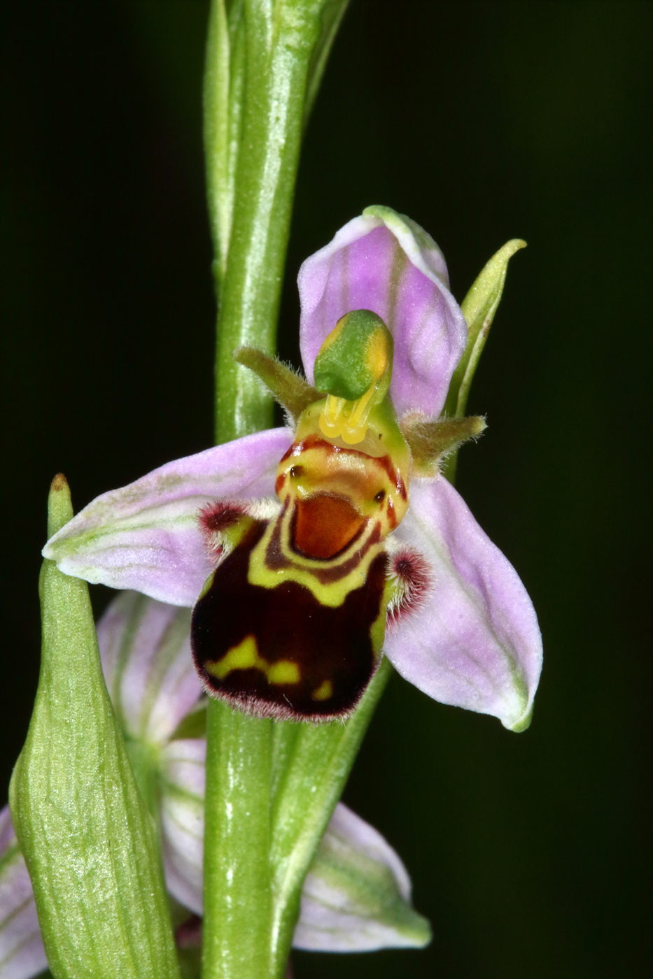 Изображение особи Ophrys apifera.