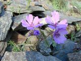 Geranium transversale