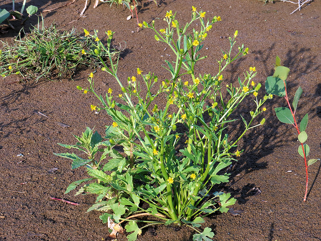 Image of Ranunculus sceleratus specimen.