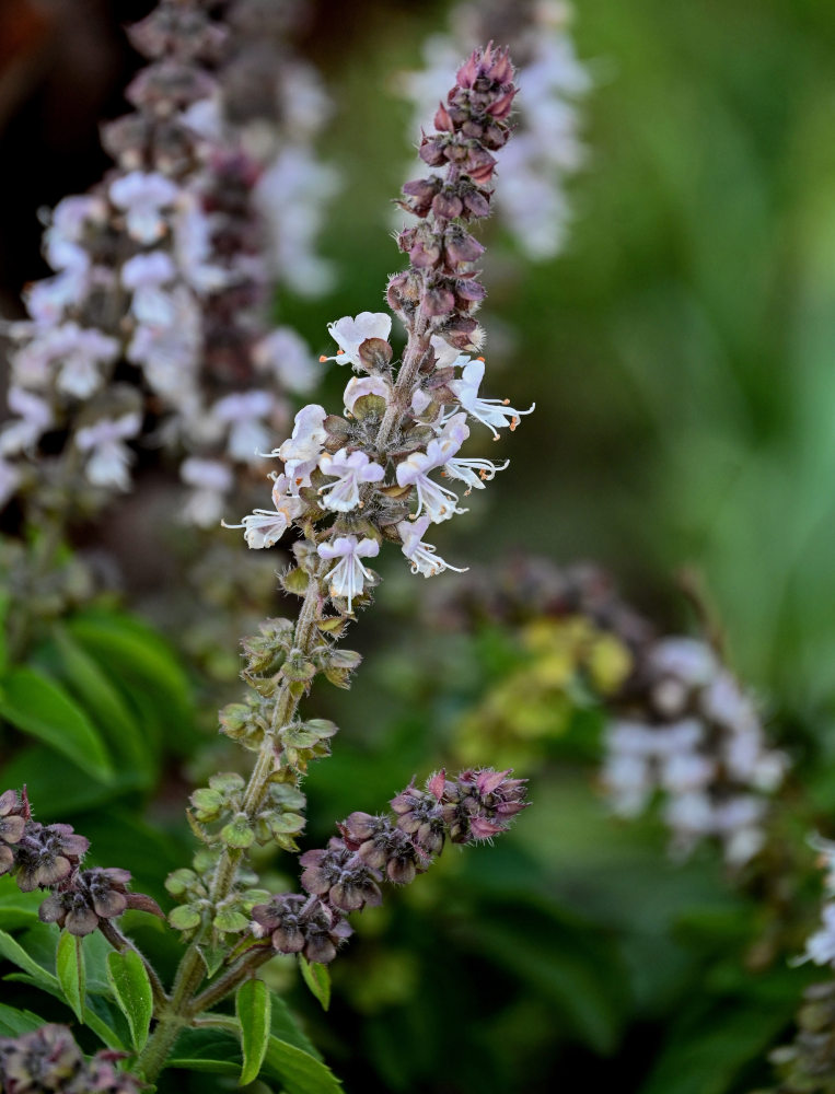 Изображение особи Ocimum basilicum.