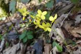 Epimedium colchicum