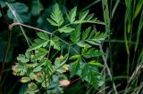 Conioselinum chinense
