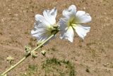 Alcea nudiflora. Верхушка побега цветущего и плодоносящего растения. Узбекистан, Ташкентская обл., Чаткальский хр., кишлак Эрташ. 12.07.2023.