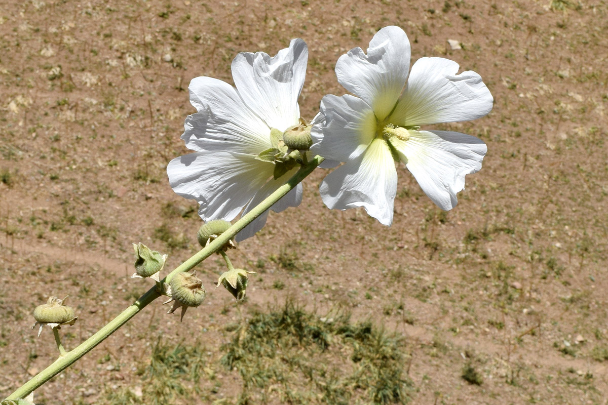 Image of Alcea nudiflora specimen.