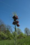 Fritillaria ruthenica