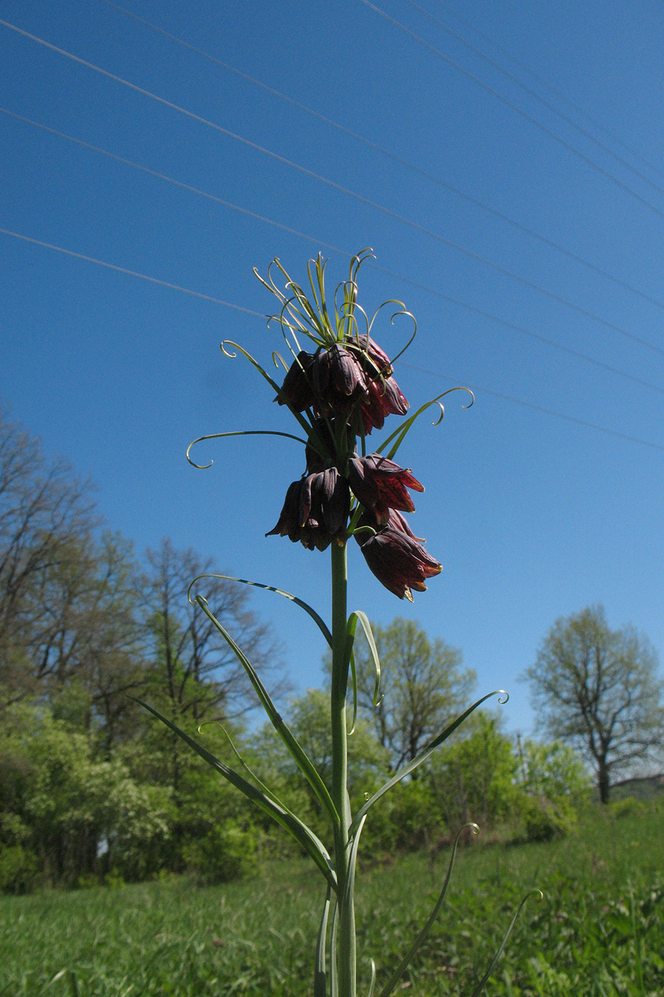 Изображение особи Fritillaria ruthenica.