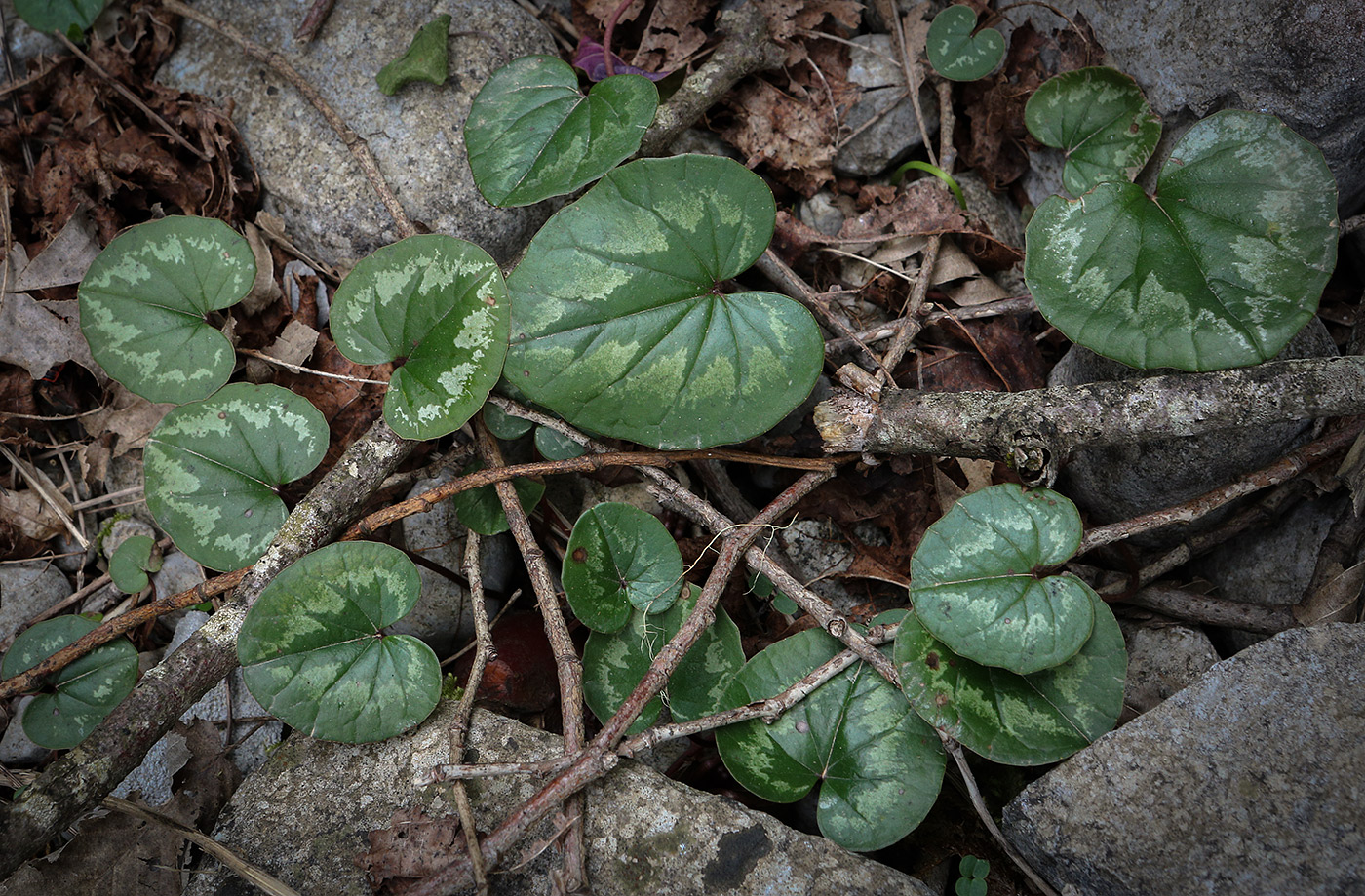 Image of Cyclamen coum specimen.