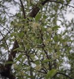 Elaeagnus umbellata. Верхушка цветущей веточки. Абхазия, Гагрский р-н, с. Лдзаа, частный сад. 13.04.2024.