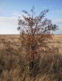 Crataegus monogyna