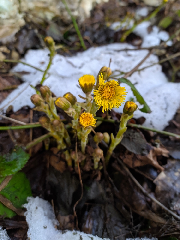 Изображение особи Tussilago farfara.