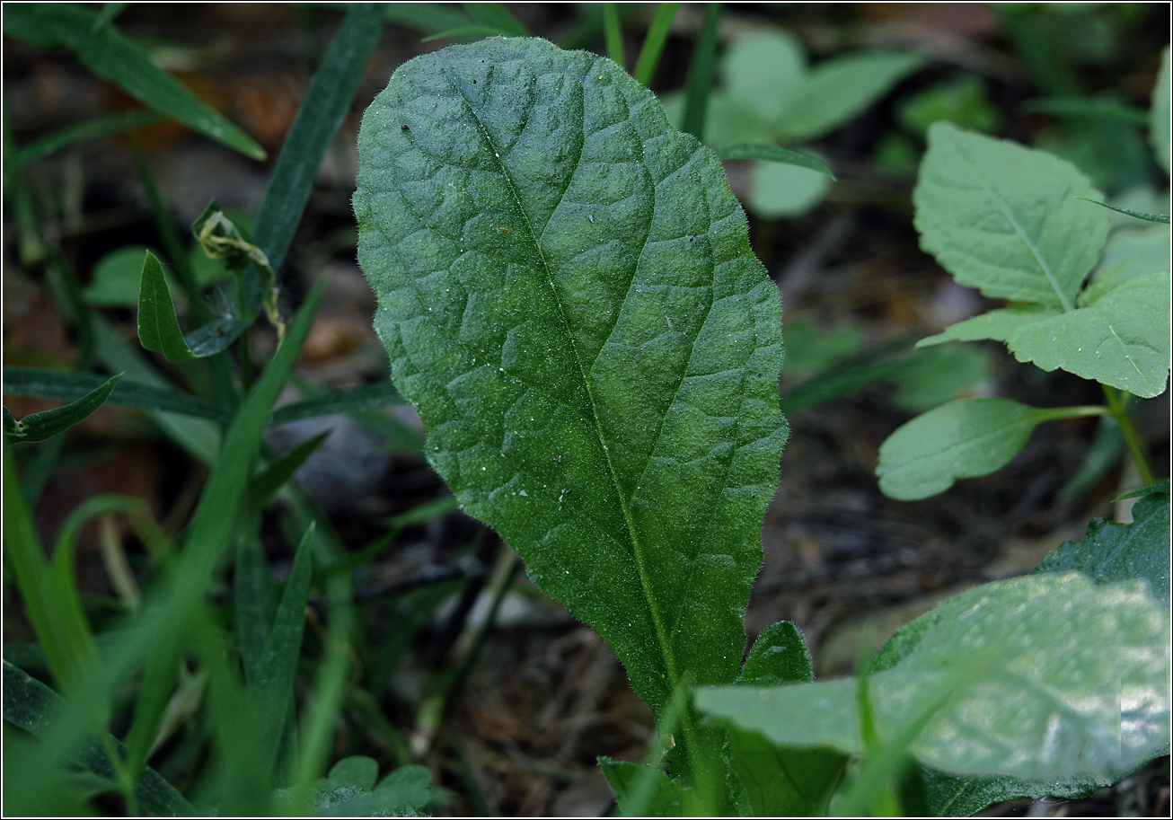 Image of Ajuga reptans specimen.
