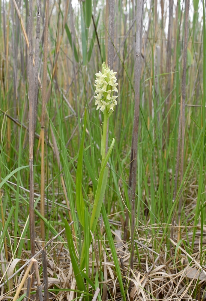 Image of Dactylorhiza ochroleuca specimen.