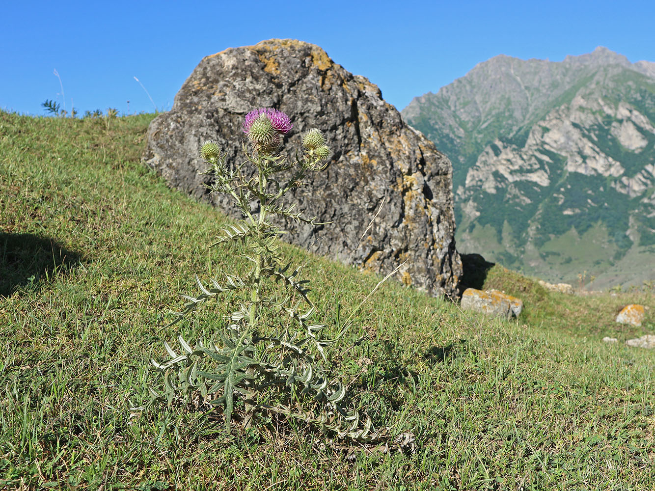 Изображение особи Cirsium ciliatum.