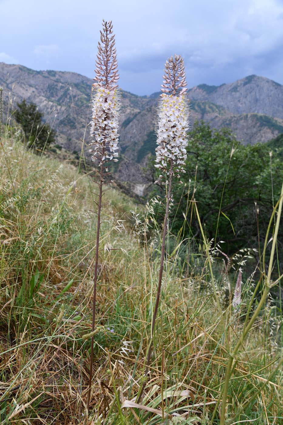Image of genus Eremurus specimen.