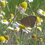 Anthemis ruthenica. Соцветие с кормящейся Сенницей Памфилом Coenonympha pamphilus (Linnaeus, 1758). Воронежская обл., Новохопёрский р-н, окр. с. Некрылово. 13.06.2009.