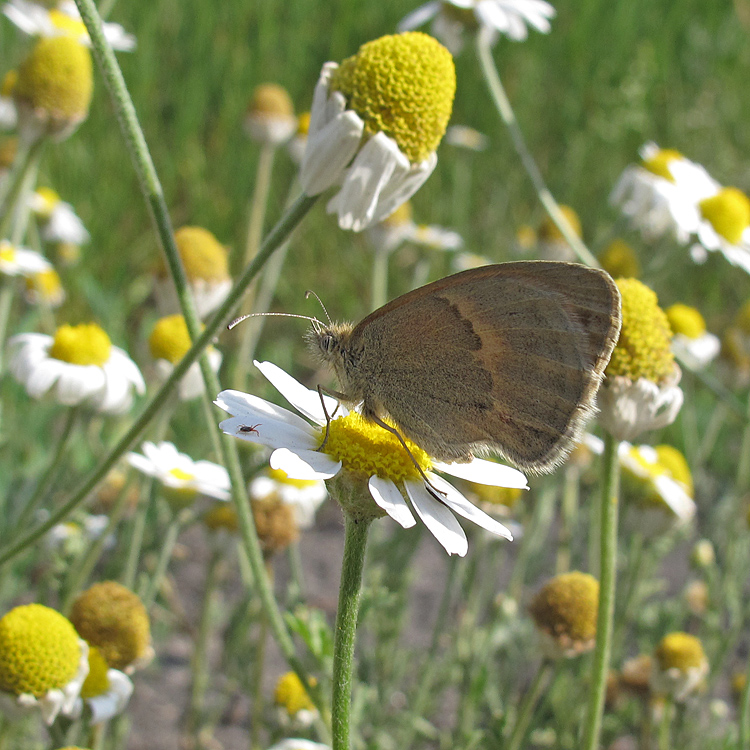 Изображение особи Anthemis ruthenica.