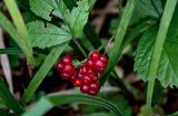 Rubus saxatilis