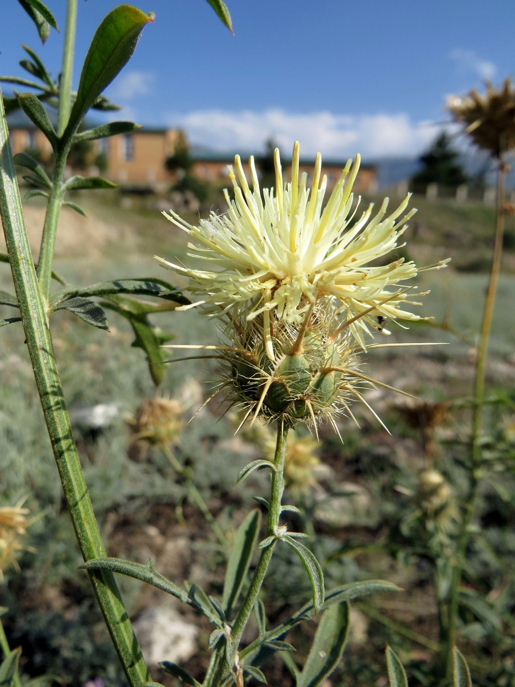 Image of Centaurea reflexa specimen.