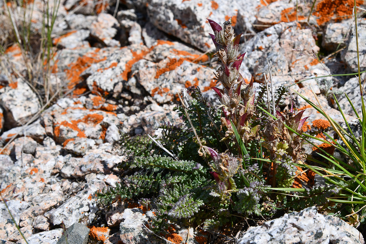 Изображение особи Pedicularis violascens.