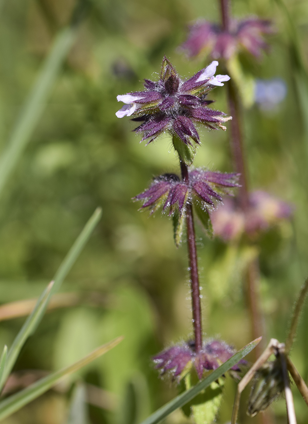 Изображение особи Stachys arvensis.