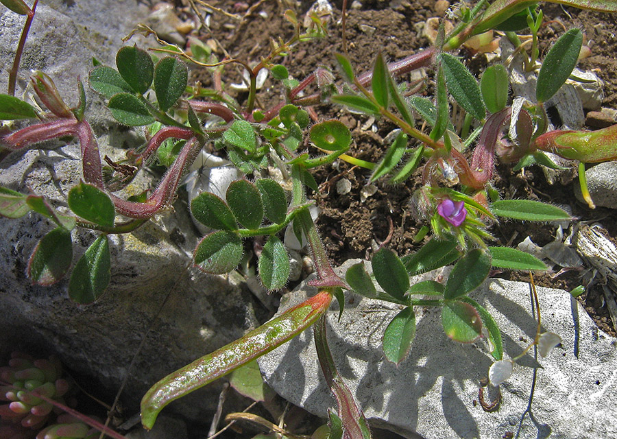 Image of Vicia lathyroides specimen.