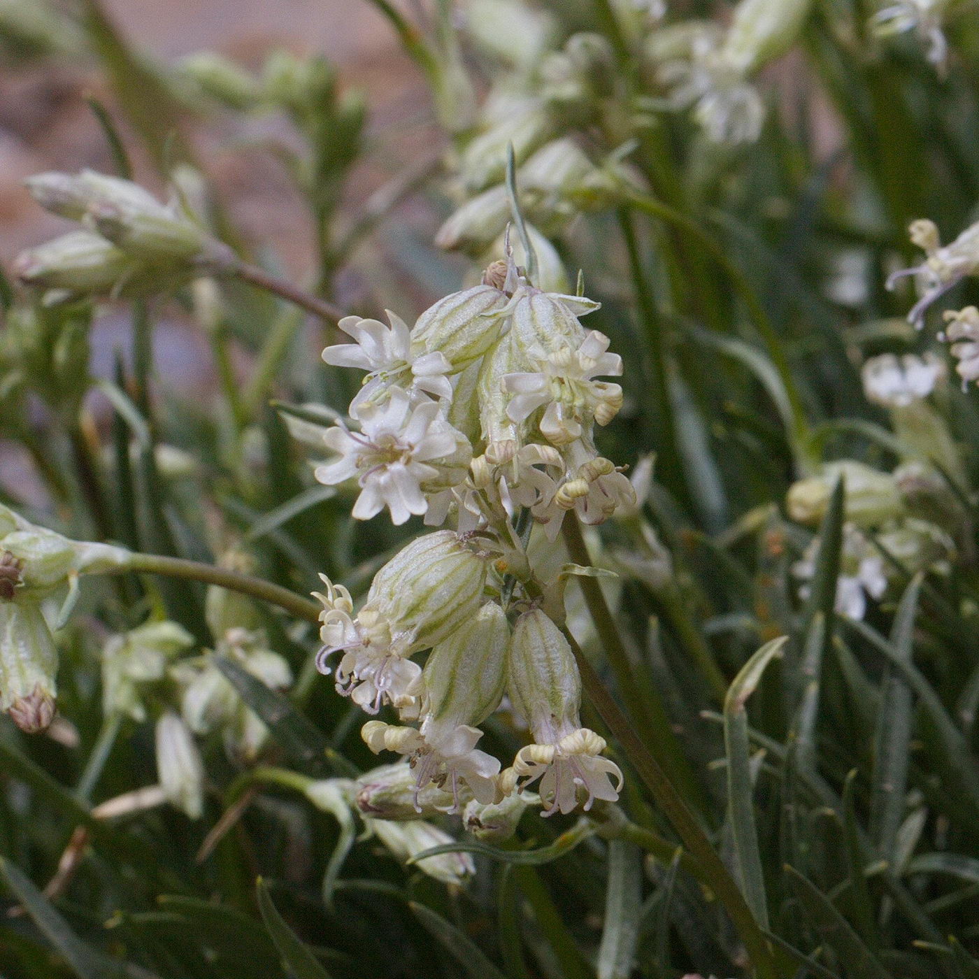 Image of Silene graminifolia specimen.