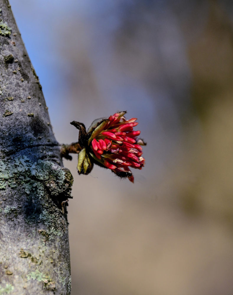 Изображение особи Parrotia persica.
