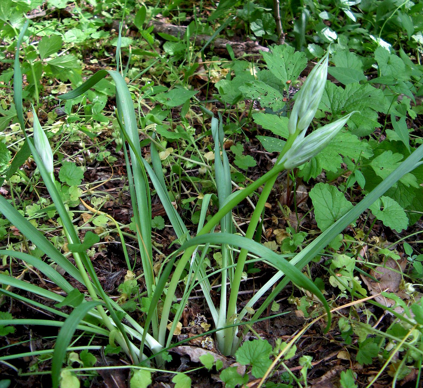 Image of Ornithogalum oreoides specimen.