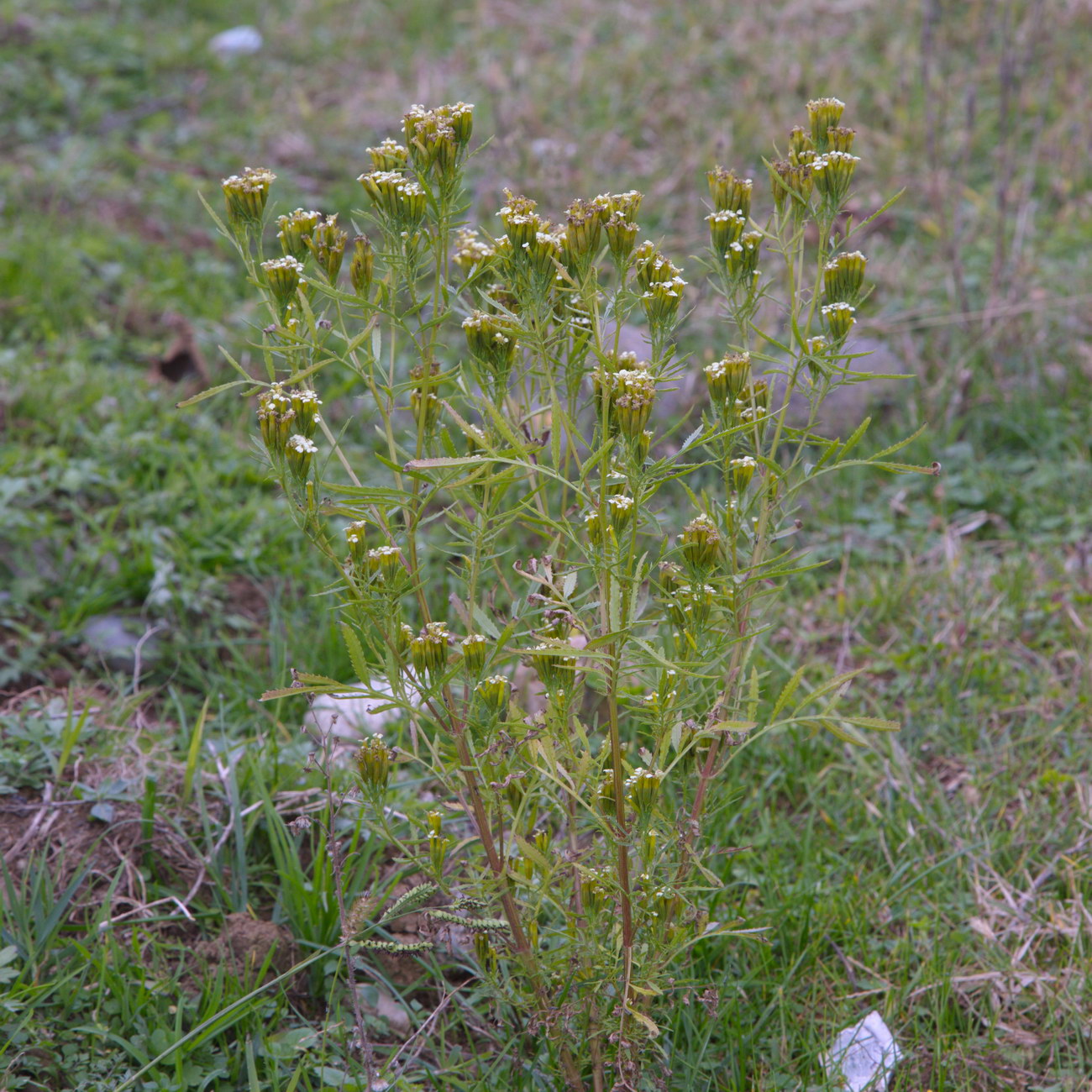 Image of Tagetes minuta specimen.