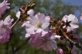 Prunus serrulata. Цветки. Приморский край, г. Владивосток, о. Русский, кампус ДВФУ, аллея. 14.05.2025.