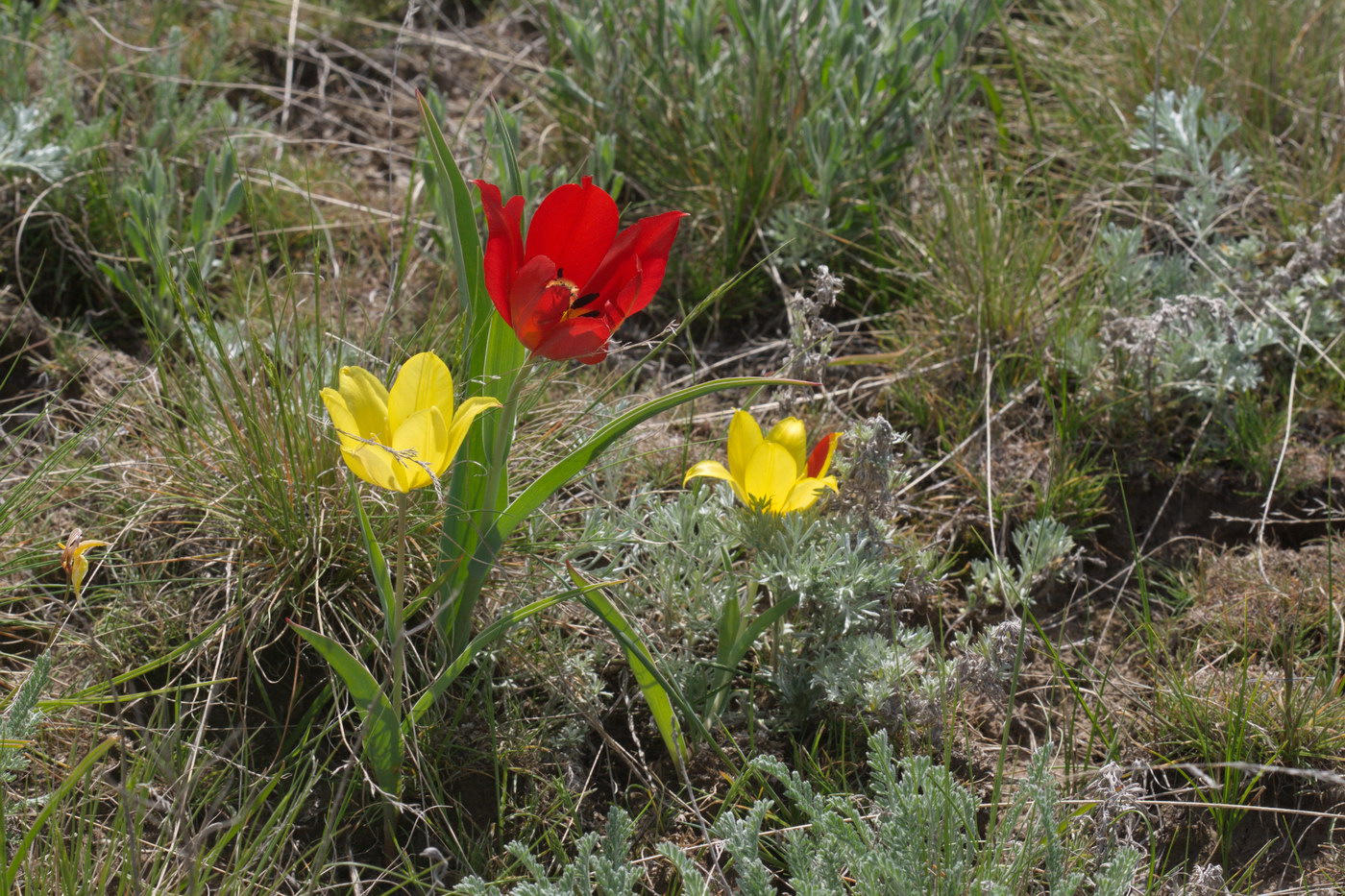 Image of Tulipa suaveolens specimen.