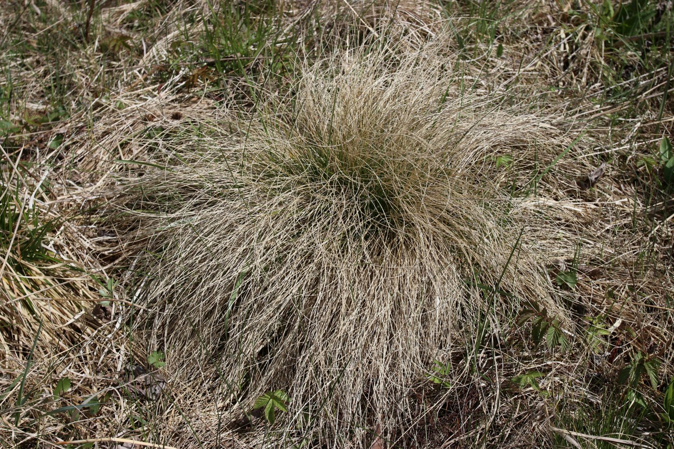 Изображение особи Nardus stricta.