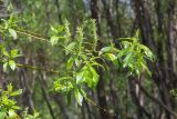 Salix phylicifolia