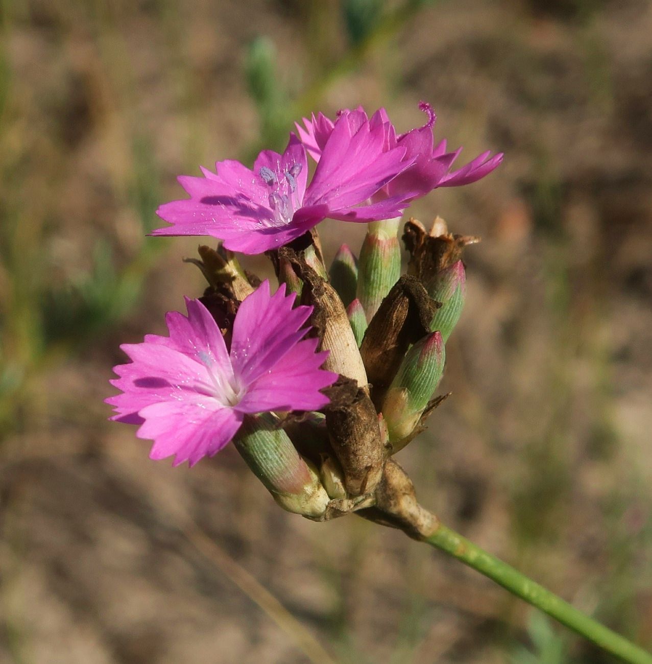 Image of Dianthus platyodon specimen.