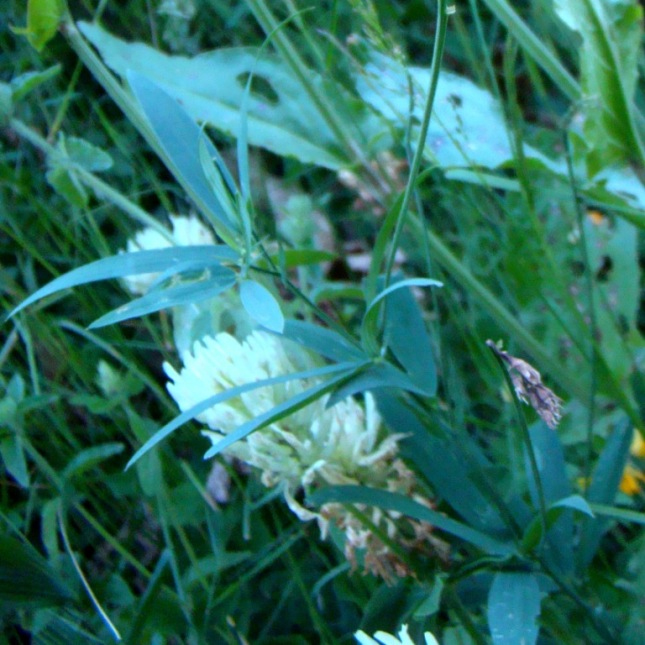 Изображение особи Lathyrus ciliatidentatus.