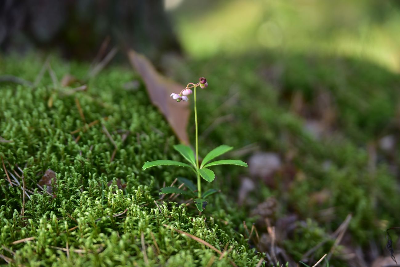 Image of Chimaphila umbellata specimen.