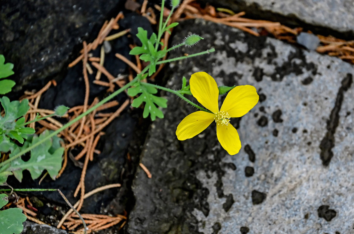 Image of Dicranostigma leptopodum specimen.