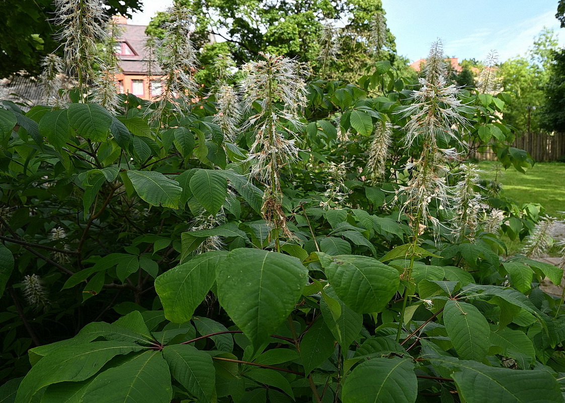 Изображение особи Aesculus parviflora.