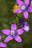 Campanula patula