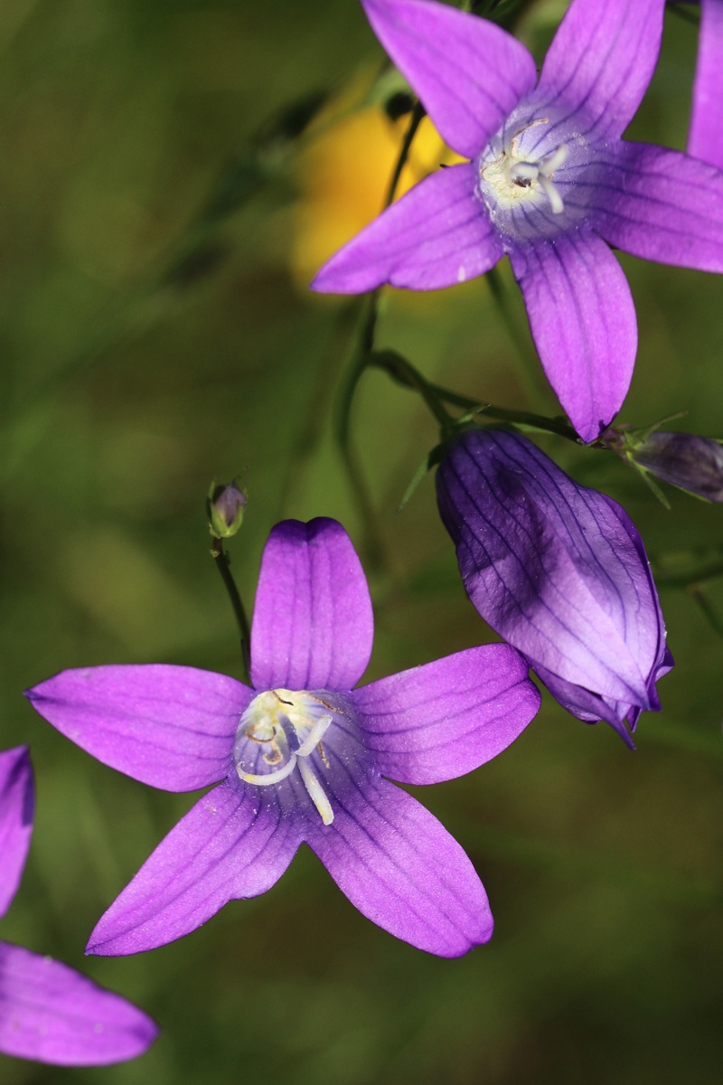 Image of Campanula patula specimen.