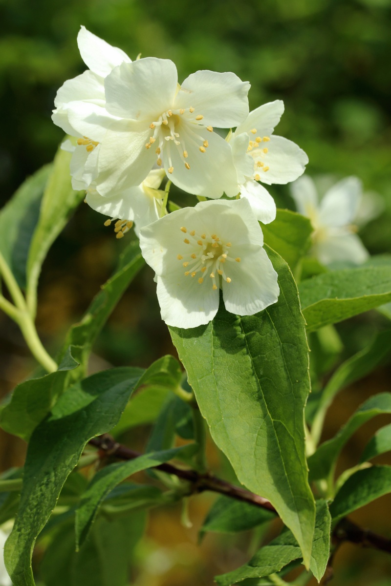 Изображение особи Philadelphus coronarius.