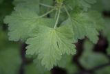 Grossularia uva-crispa. Лист. Пермский край, г. Пермь, Свердловский р-н, м-н Липовая Гора, липовый лес. 25.05.2025.