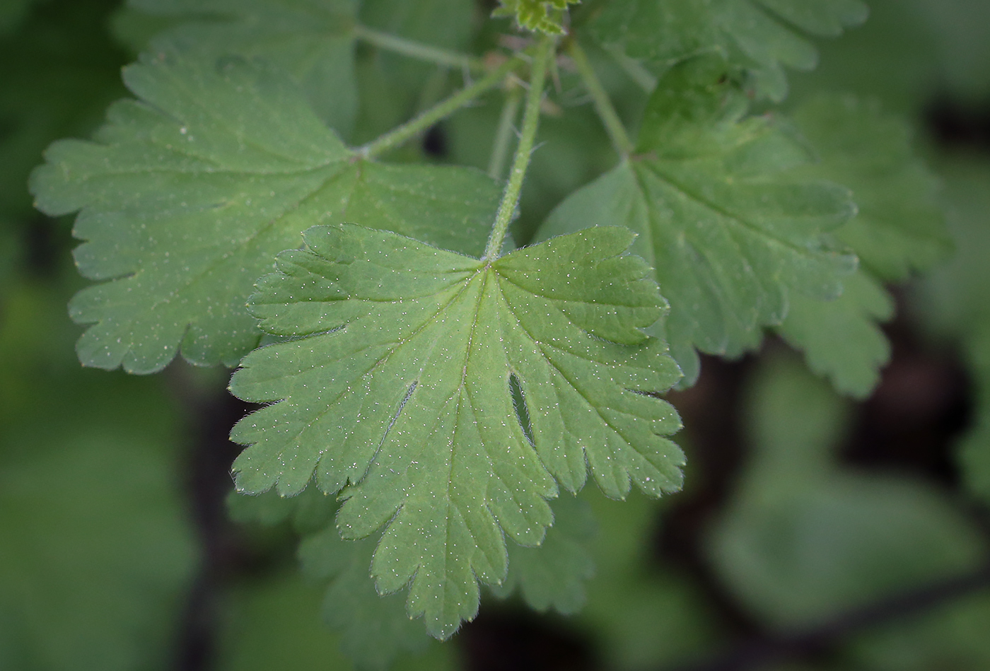Изображение особи Grossularia uva-crispa.