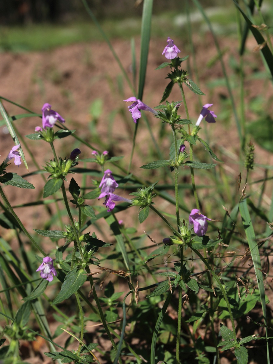 Изображение особи Galeopsis ladanum.