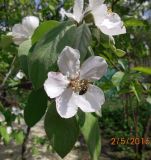 Cydonia oblonga. Цветок с кормящейся пчелой и листья. Волгоград, садовый участок. 02.05.2016.