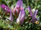 Astragalus suprapilosus