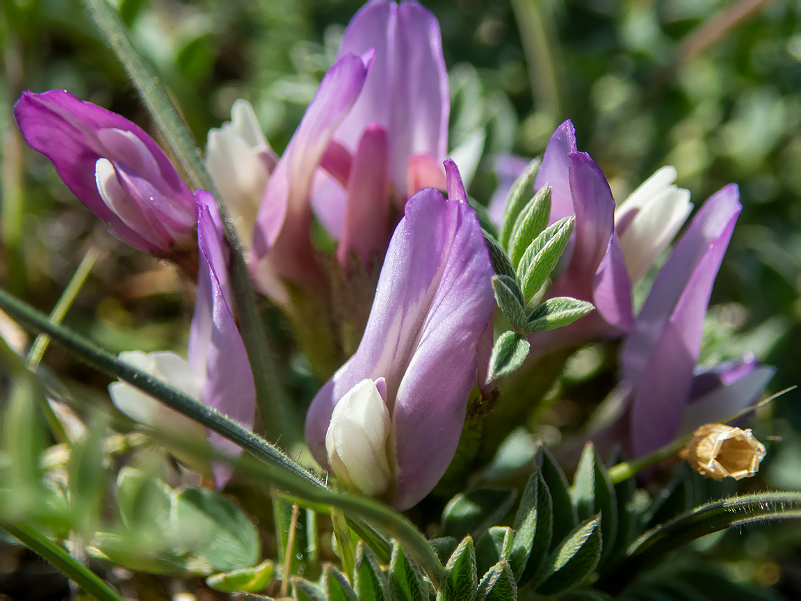 Image of Astragalus suprapilosus specimen.