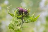 genus Cirsium. Верхушка растения с раскрывающимися соцветиями и погрызенными листьями. Краснодарский край, Адлерский р-н, окр. с. Эстосадок, северный склон хр. Аибга, выс. ≈ 2100 м н.у.м., субальпийский луг. 11.08.2020.