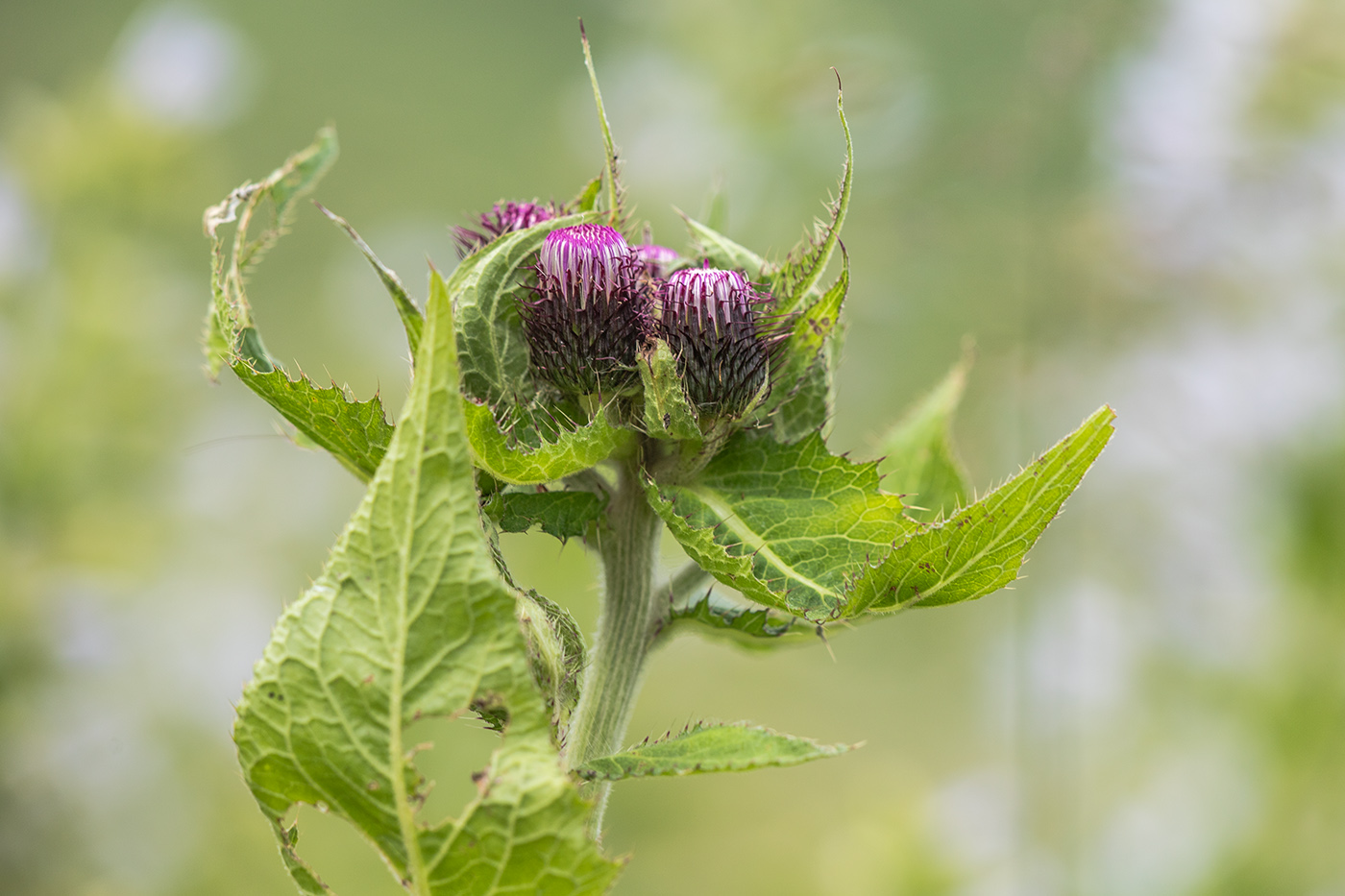 Image of genus Cirsium specimen.