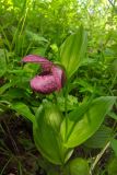Cypripedium macranthos. Верхушка цветущего растения. Камчатский край, Мильковский р-н, пр. борт дол. р. Ср. Авача, лесистый склон, ≈ 600 м н.у.м., каменный березняк. 02.07.2025.
